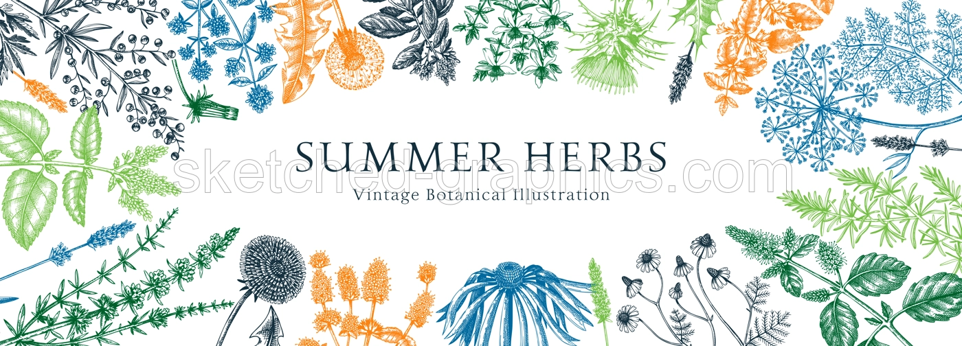 Vector herbs and meadows background. Aromatic plants vintage banner. Medicinal herb sketches. Botanical design for cosmetics, perfumery, herbal tea and herbal medicine. Floral frame Illustration